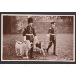 Regimental Mascots and Pets - The Mascots of The 1st and 2nd Bn's Royal Welsh Fusiliers - Fine RP