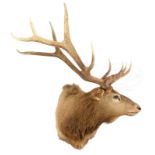 LARGE ELK TROPHY MOUNT.