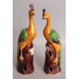 A PAIR OF 19TH CENTURY CHINESE FAMILLE VERTE MODELS OF PEACOCKS, each standing on a pierced rockwork