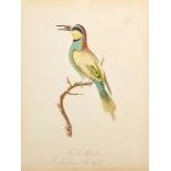 Circle of John Gould (1804-1881) British. "Merops Apiaster, The European Bee Eater", Watercolour,