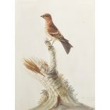 Sarah Stone (c.1760-1844) British. "Common Headed Finch", Watercolour, Signed, Inscribed and Dated