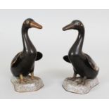 A GOOD PAIR OF 19TH CENTURY CHINESE CLOISONNE MODELS OF DUCKS, each standing on a shaped base with
