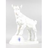 A SUPERB LARGE WHITE MEISSEN GOAT, modelled by ERIC HOESEL, CIRCA. 1925, standing on a rock with