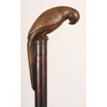 AN UNUSUAL RHINOCEROS HORN HANDLED WOOD WALKING STICK, with a metal collar, the rhino handle