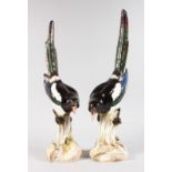 A SUPERB PAIR OF MEISSEN MAGPIES, BLACK & WHITE, on tree stumps, first modelled by J. J. KAENDLER.