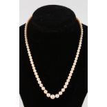 A STRING OF PEARLS with 9ct gold clasp.