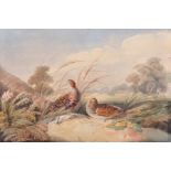 Circle of Henry Alken (1810-1894) British. British Partridge Nesting, Watercolour, Unframed, 6.25" x