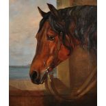 19th Century English School. Study of a Horse's Head, by a Stone Window, Oil on Canvas, 30" x 25".