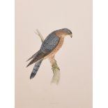 19th - 20th Century English School. "Merlin", study of a Bird, Print, Unframed, 9.5" x 6.5", and