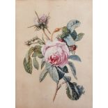 Simon Saint-Jean (1808-1860) French. Study of Roses on a Branch, Watercolour, Signed, 13.5" x 9.75",