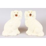 A PAIR OF STAFFORDSHIRE SEATED KING CHARLES SPANIELS. 8ins high.