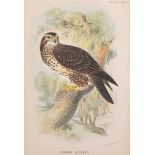 Wyman & Sons Ltd. "Common Buzzard", print, Unframed, 6.75" x 4.75", and four others, five (5).