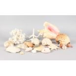 A COLLECTION OF SHELLS AND CORAL TO INCLUDE A LARGE CONCH