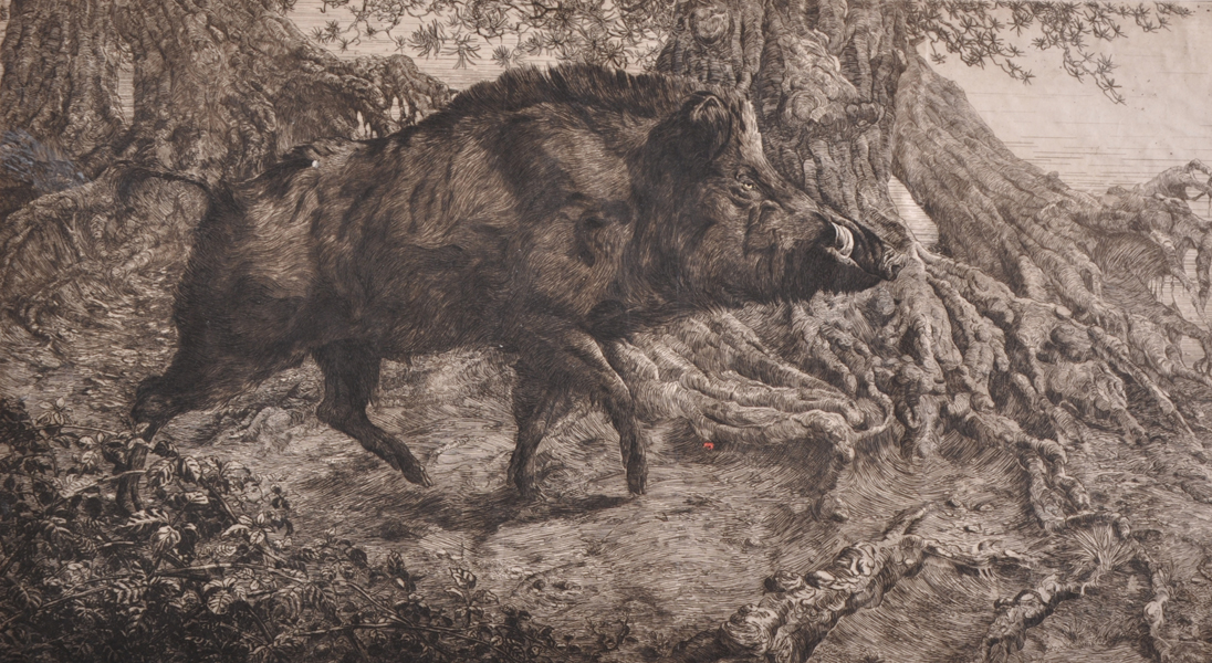 Winifred Marie Louise Austin (1876-1964) British. A Wild Boar in the undergrowth, Etching, Signed in