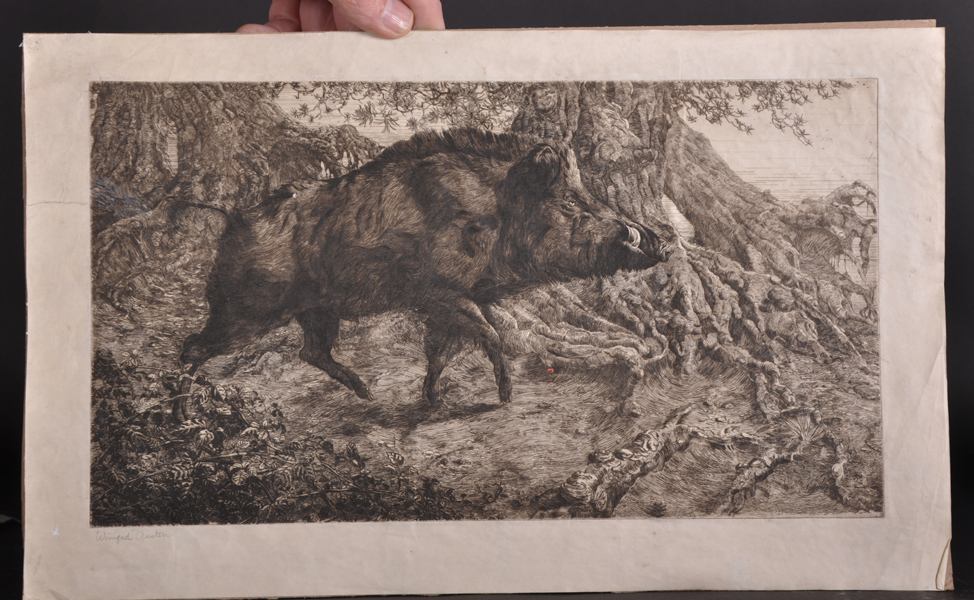 Winifred Marie Louise Austin (1876-1964) British. A Wild Boar in the undergrowth, Etching, Signed in - Image 2 of 4