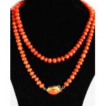 A GOOD LONG CORAL BEAD NECKLACE with gold clasp, 88gms.