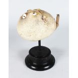 A SPECIMEN PUFFER FISH on a circular stand. 8ins long.