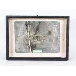 A RARE FOSSILISED KEICHOUSAURUS, Triassic Period, in a glass case. 13ins x 9ins.