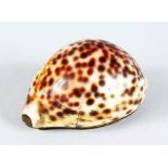 A CONCH SHELL SNUFF BOX. 7cms long.