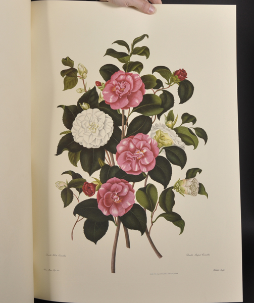 After Clara Maria Pope (c.1750-1838) British. "Genus Camellia Japonica", the Japanese Rose, - Image 3 of 7