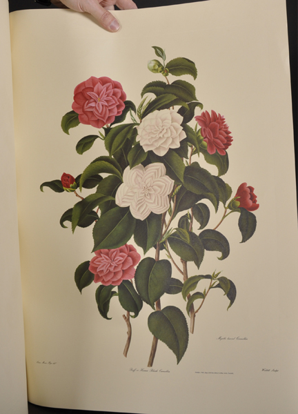 After Clara Maria Pope (c.1750-1838) British. "Genus Camellia Japonica", the Japanese Rose, - Image 6 of 7