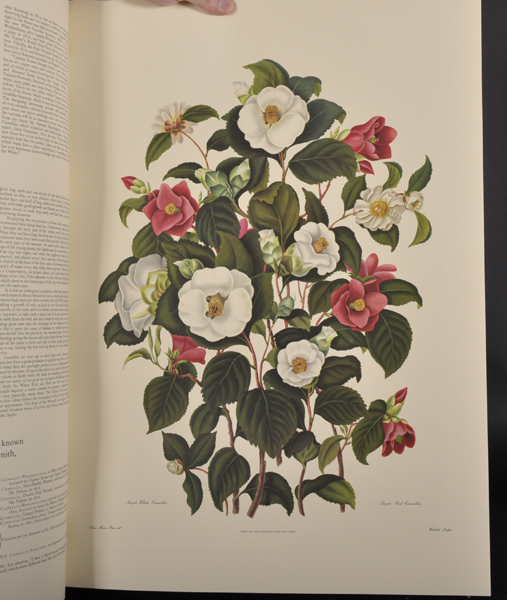 After Clara Maria Pope (c.1750-1838) British. "Genus Camellia Japonica", the Japanese Rose, - Image 2 of 7