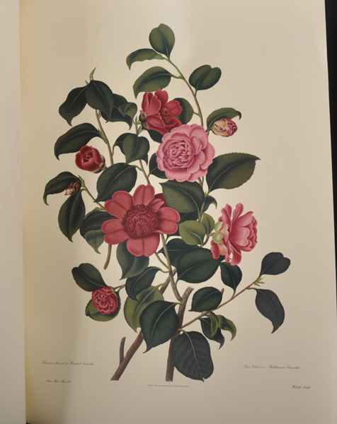 After Clara Maria Pope (c.1750-1838) British. "Genus Camellia Japonica", the Japanese Rose, - Image 5 of 7