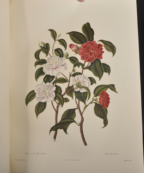 After Clara Maria Pope (c.1750-1838) British. "Genus Camellia Japonica", the Japanese Rose, - Image 4 of 7