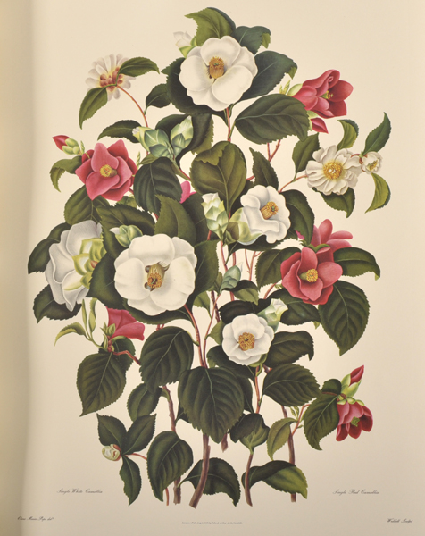 After Clara Maria Pope (c.1750-1838) British. "Genus Camellia Japonica", the Japanese Rose,