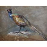 William Mussill (1826-1906) Austrian. Study of a Pheasant, Watercolour, Signed, Inscribed 'Paris'