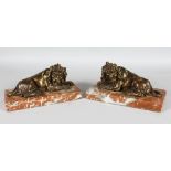 A GOOD PAIR OF BRONZE LIONS on marble bases. 10.5ins long.