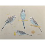 Mabel Gear (1900-1997) British. "Billy 1973", Study of a Budgerigar, Mixed Media, Signed,