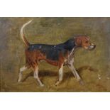 Alfred Grenfell Haigh (1870-1963) British. The Sketch of a Hound, Oil on Artists Board, Inscribed on