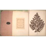 FERNS of Cumberland. Collected by Miss Wright, Keswick, folio, loose as issued, mounted / printed