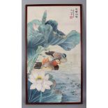 A 20TH CENTURY FRAMED CHINESE PAINTING ON PAPER OF TWO MANDARIN DUCKS SWIMMING IN A LOTUS POND,