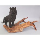 A SIGNED JAPANESE MEIJI PERIOD BRONZE MODEL OF A LION, together with a natural wood stand, the