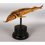 A MOUNTED STURGEON BOX FISH SPECIMEN, 18ins long, on a wooden base.
