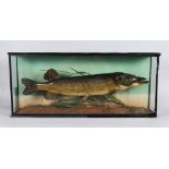 A LARGE PIKE in a glass case. Case: 32ins long, 14ins high.