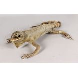 A TAXIDERMY SPECIMEN "IGUANA". 20ins long.