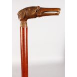 A STICK CARVED WITH A DOGS HEAD. 31ins long. Head: 5ins long.