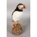 A TAXIDERMY SPECIMEN "PUFFIN" standing on a rock. 11.5ins high.