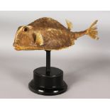 A MOUNTED PARROT BOX FISH SPECIMEN, 17ins long, on a wooden base.