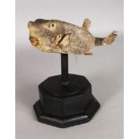 A MOUNTED BOX FISH SPECIMEN, 11.5ins long, on a wooden base.