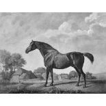 George Townley Stubbs (1756-1815) British "Sweetbrier" After George Stubbs, Stipple Engraving, 15.5"