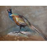 William Mussill (1826-1906) Austrian. Study of a Pheasant, Watercolour, Signed, Inscribed 'Paris'