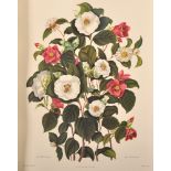 After Clara Maria Pope (c.1750-1838) British. "Genus Camellia Japonica", the Japanese Rose,