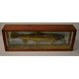 Cased taxidermy brown trout