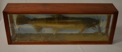 Cased taxidermy brown trout