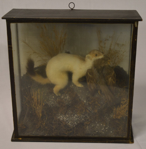 Taxidermy stoat with captured prey in glass case