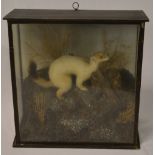 Taxidermy stoat with captured prey in glass case